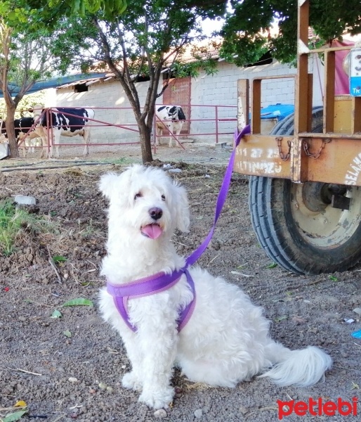 Maltese, Köpek  MİŞEL fotoğrafı