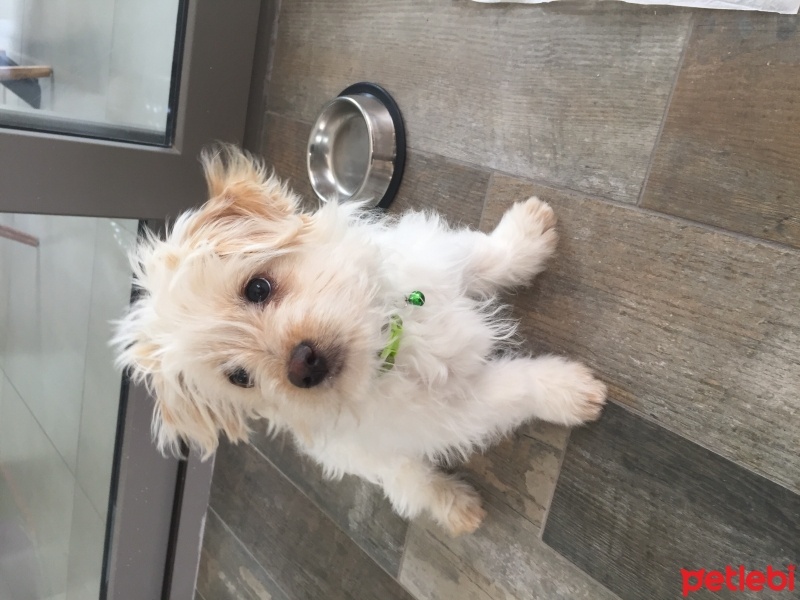 Maltese, Köpek  Leo fotoğrafı