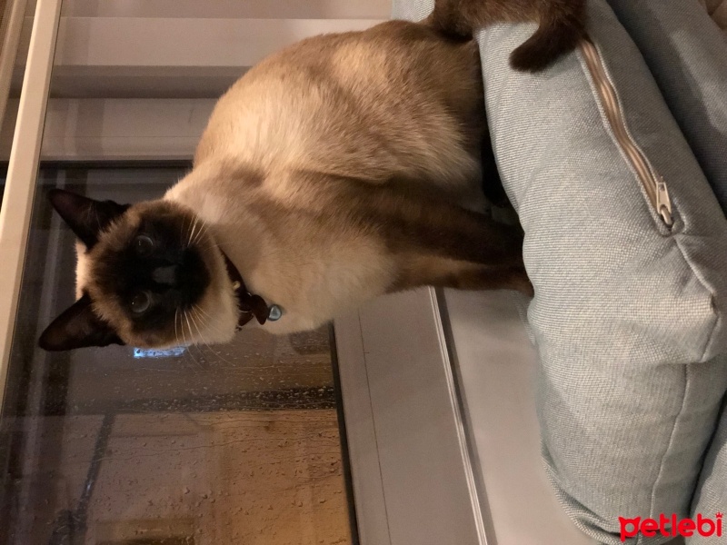 Siyam Kedisi, Kedi  Bade fotoğrafı