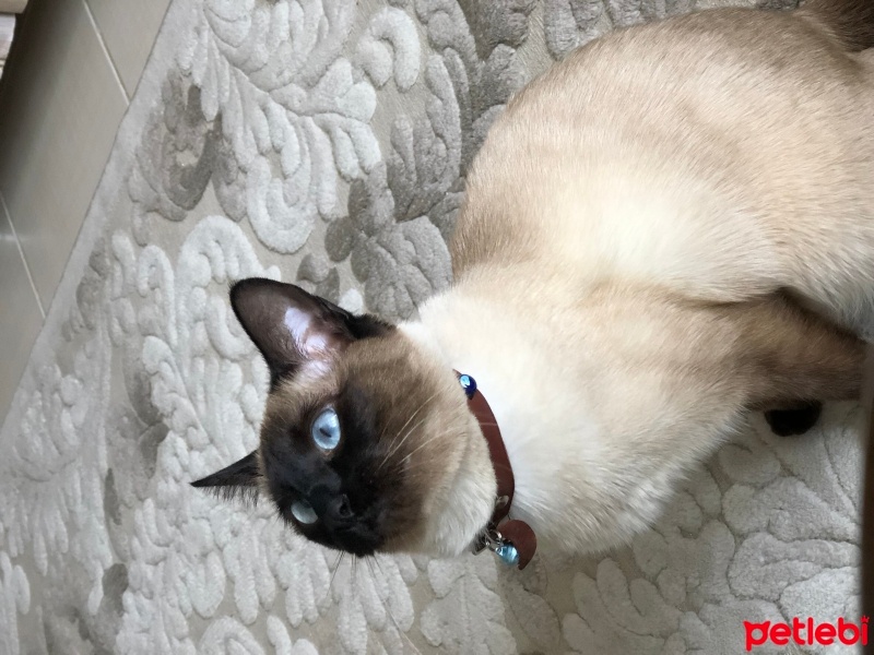 Siyam Kedisi, Kedi  Bade fotoğrafı