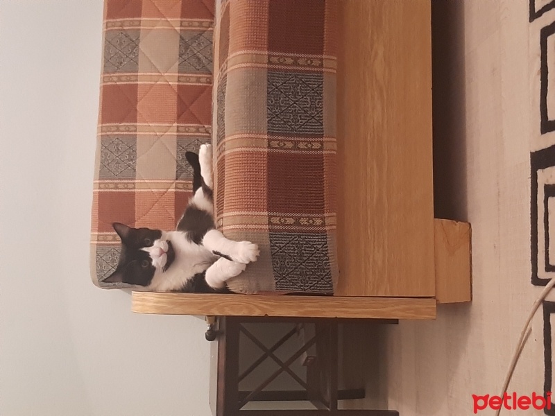 Tekir Kedi, Kedi  Ceku fotoğrafı