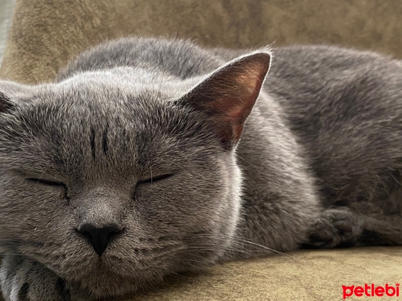 British Shorthair, Kedi  Limon fotoğrafı