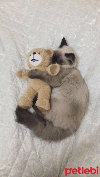 Ragdoll, Kedi  barfi fotoğrafı