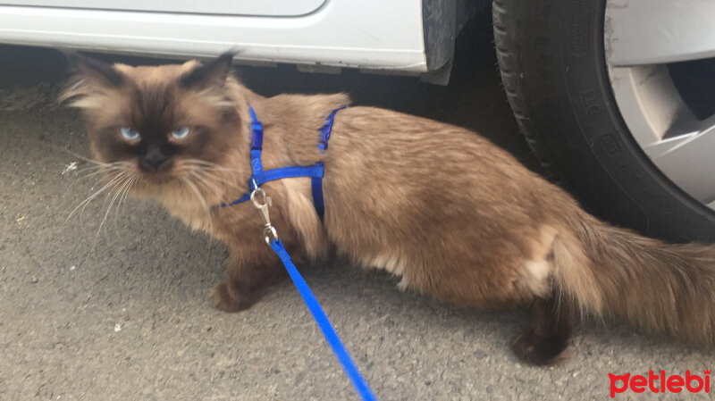 Ragdoll, Kedi  barfi fotoğrafı