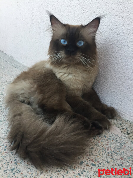 Ragdoll, Kedi  barfi fotoğrafı