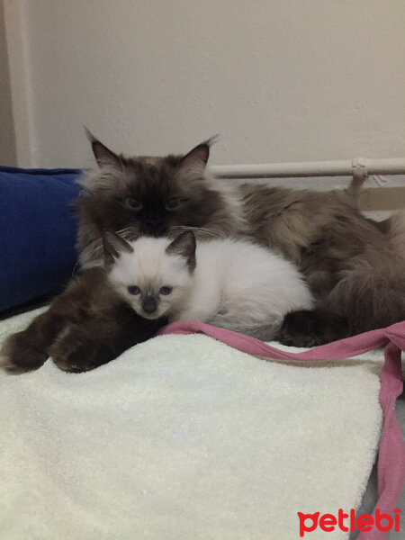 Ragdoll, Kedi  barfi fotoğrafı