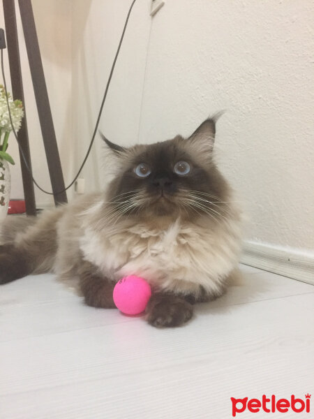 Ragdoll, Kedi  barfi fotoğrafı