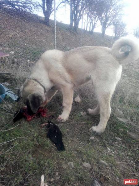 Türk Tazısı, Köpek  maşa fotoğrafı