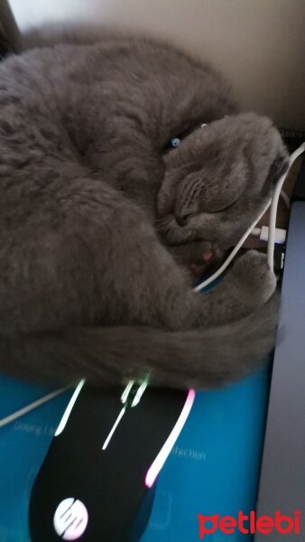 Scottish Fold, Kedi  Alex fotoğrafı