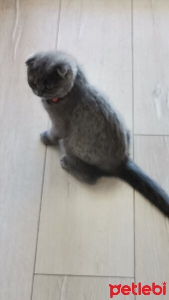 Scottish Fold, Kedi  Alex fotoğrafı