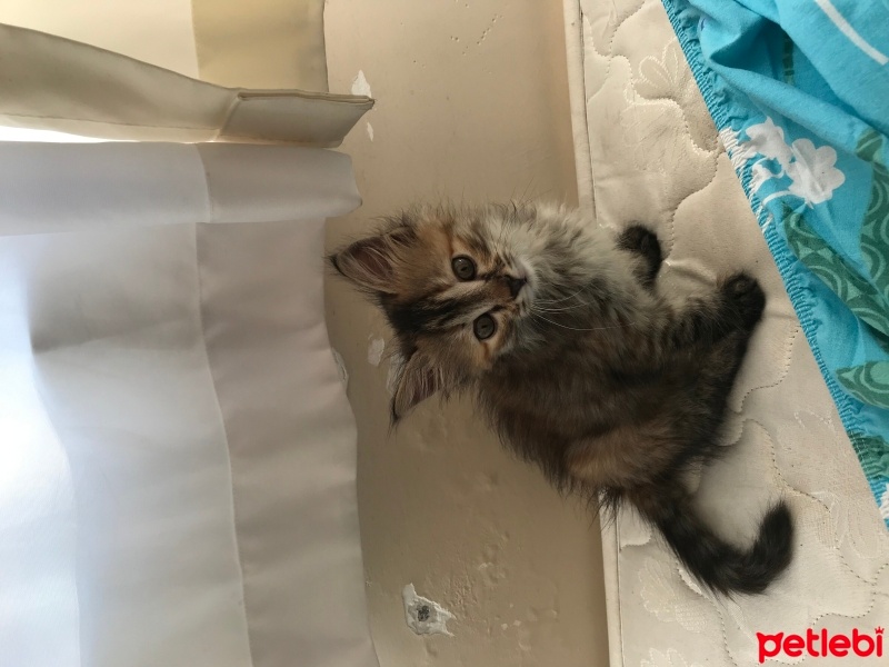 Tekir Kedi, Kedi  Bihter fotoğrafı