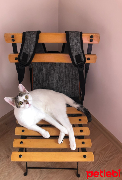 Tekir Kedi, Kedi  Mırmır fotoğrafı