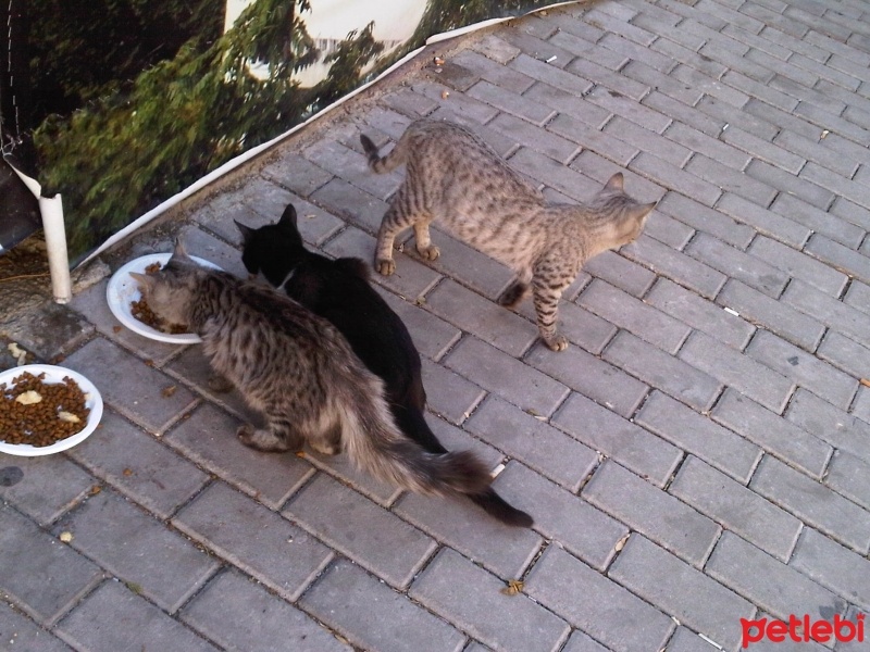 Tekir Kedi, Kedi  yumak fotoğrafı