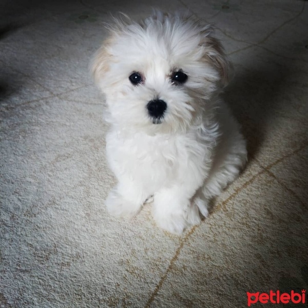 Maltese, Köpek  Boncuk fotoğrafı