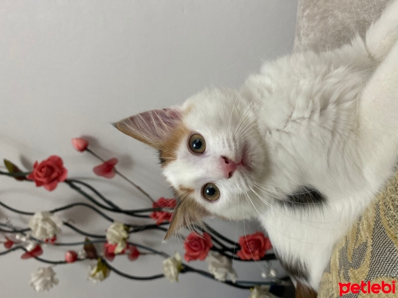 Tekir Kedi, Kedi  Mia fotoğrafı