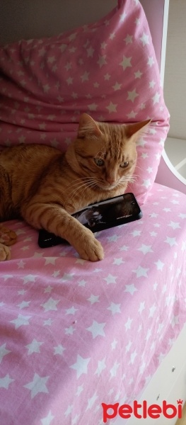 Sarman, Kedi  Sherlock fotoğrafı