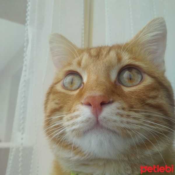 Sarman, Kedi  Bal fotoğrafı