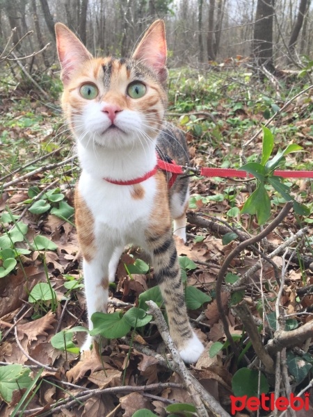 Tekir Kedi, Kedi  Yaren fotoğrafı