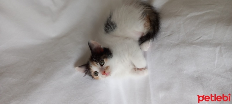 Tekir Kedi, Kedi  Yaren fotoğrafı