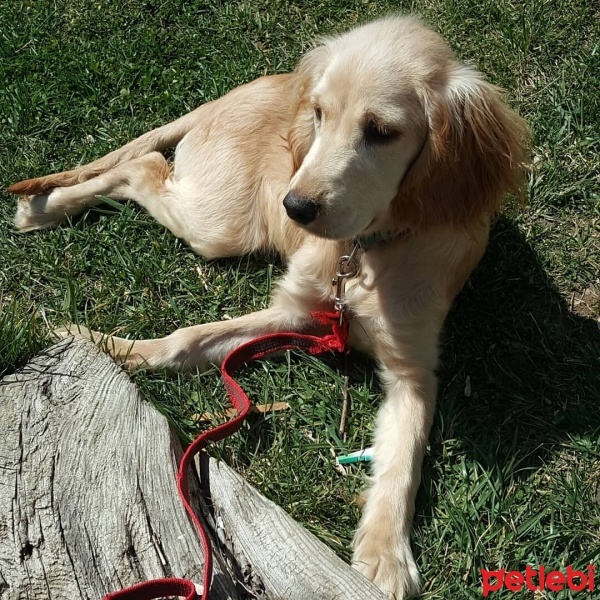 Amerikan Cocker Spaniel, Köpek  Tarcin fotoğrafı