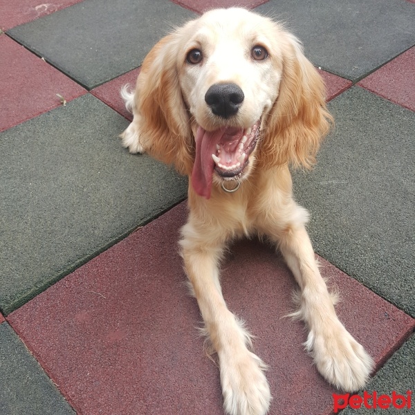 Amerikan Cocker Spaniel, Köpek  Tarcin fotoğrafı