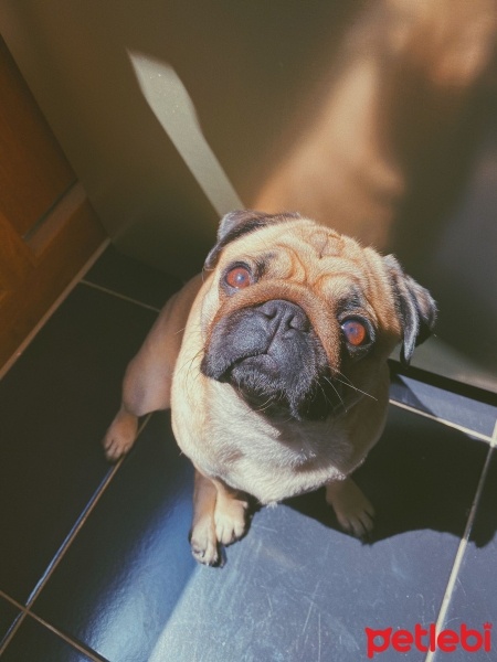 Pug, Köpek  Çıtır fotoğrafı