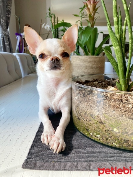 Chihuahua, Köpek  Kylie fotoğrafı
