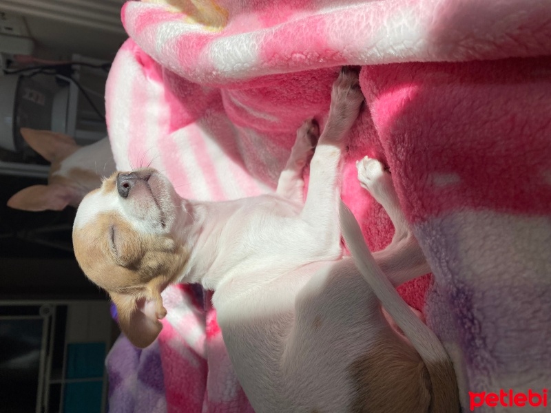 Chihuahua, Köpek  Lily fotoğrafı