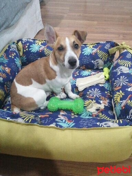 Jack Russell Terrier, Köpek  Milo fotoğrafı