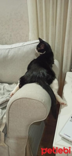 Tuxedo (Smokin) Kedi, Kedi  Dobby fotoğrafı