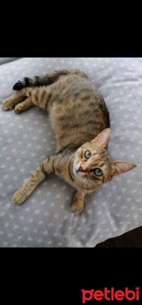 Tekir Kedi, Kedi  Bediş fotoğrafı