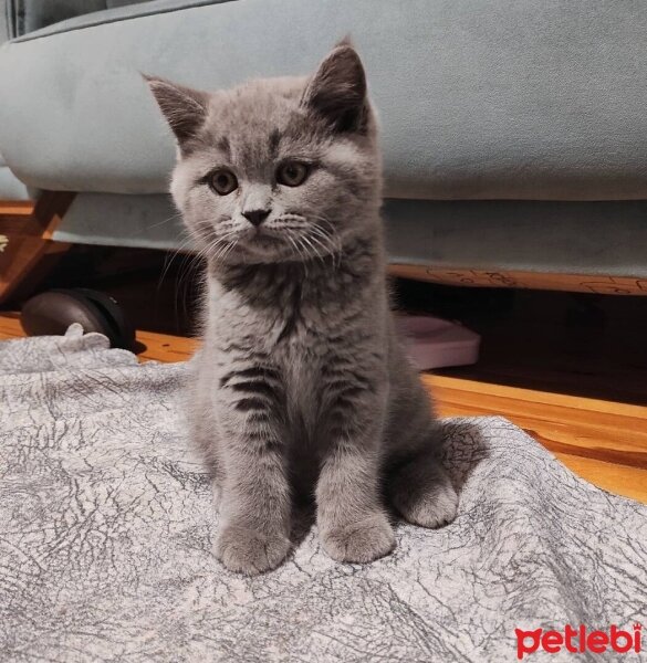 British Shorthair, Kedi  Bulut fotoğrafı