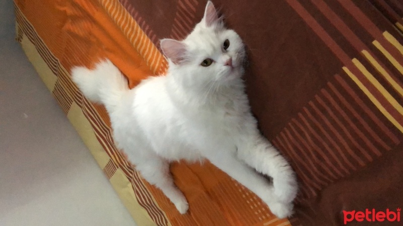 Van Kedisi, Kedi  Mia fotoğrafı