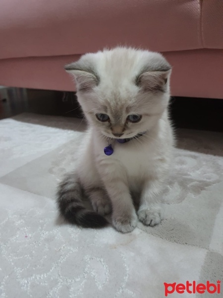 British Shorthair, Kedi  Pamuk fotoğrafı