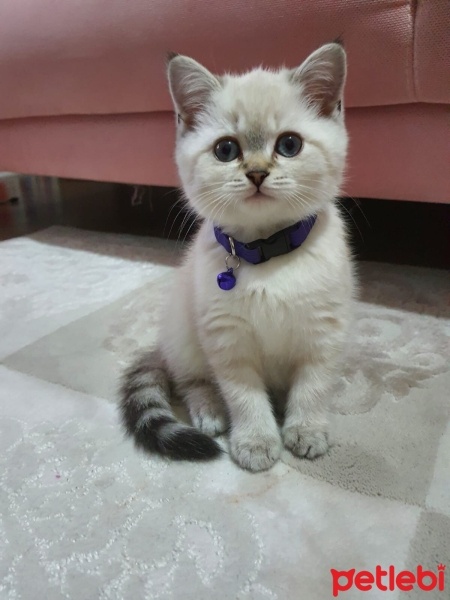 British Shorthair, Kedi  Pamuk fotoğrafı