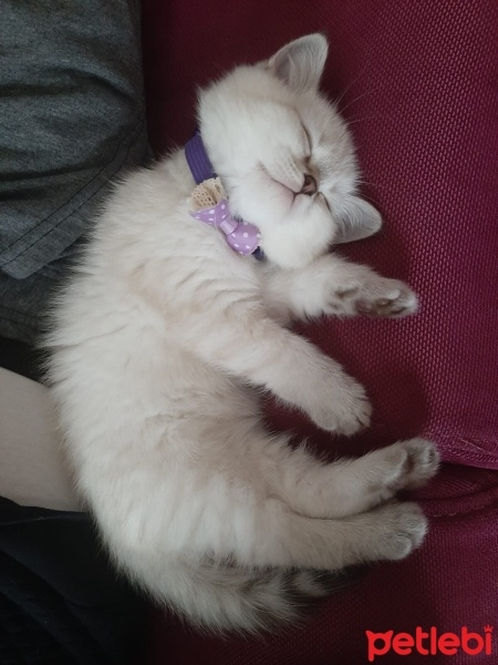 British Shorthair, Kedi  Pamuk fotoğrafı