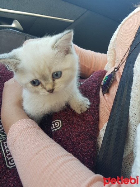 British Shorthair, Kedi  Pamuk fotoğrafı