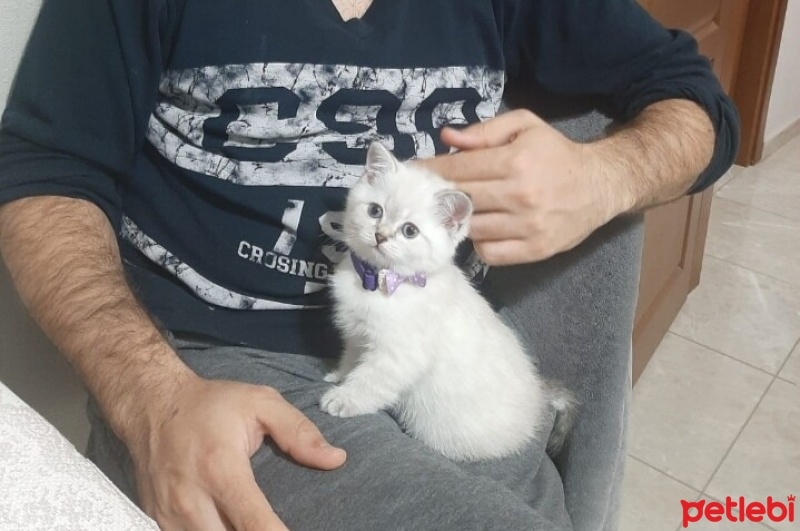 British Shorthair, Kedi  Pamuk fotoğrafı