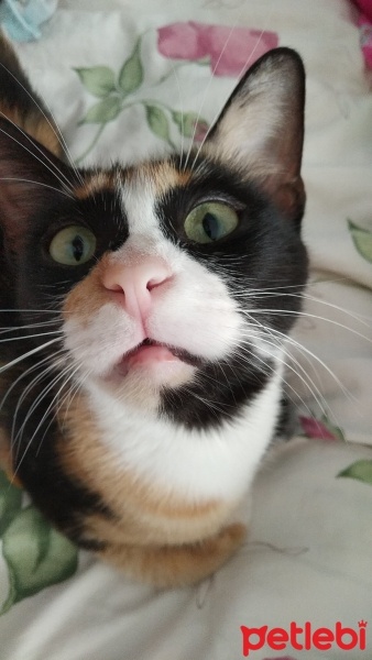 Tekir Kedi, Kedi  kepş fotoğrafı