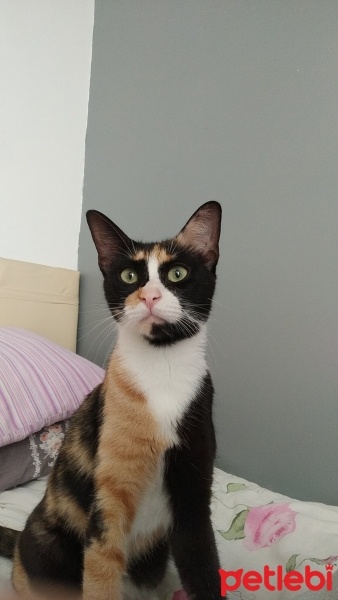 Tekir Kedi, Kedi  kepş fotoğrafı