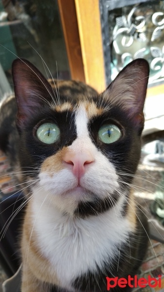 Tekir Kedi, Kedi  kepş fotoğrafı