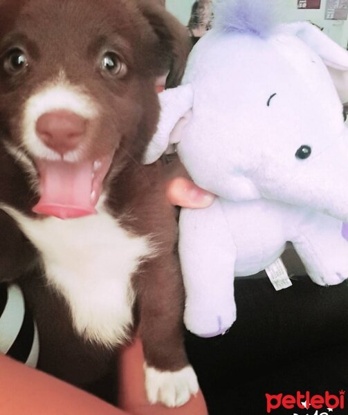 Border Collie, Köpek  Jessie fotoğrafı