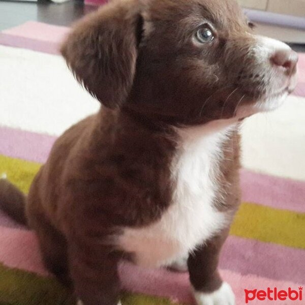 Border Collie, Köpek  Jessie fotoğrafı