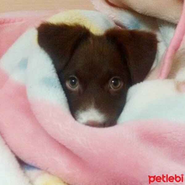 Border Collie, Köpek  Jessie fotoğrafı