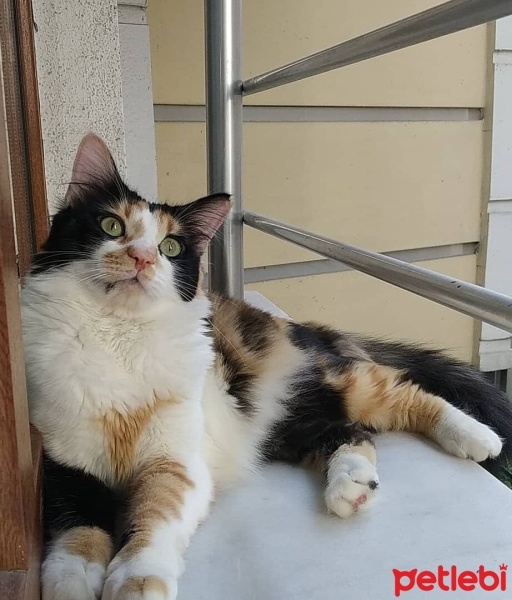 Tekir Kedi, Kedi  prenses fotoğrafı