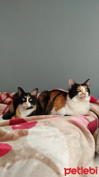 Tekir Kedi, Kedi  prenses fotoğrafı
