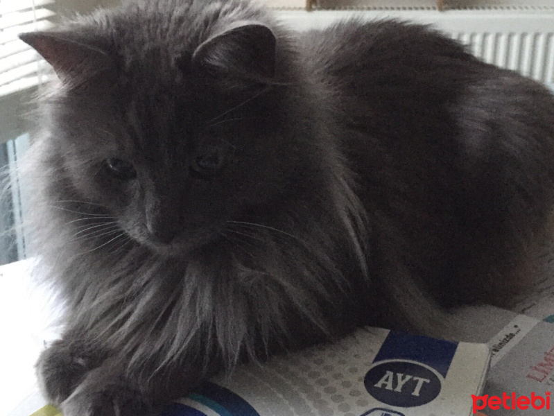 Nebelung, Kedi  Sansa fotoğrafı