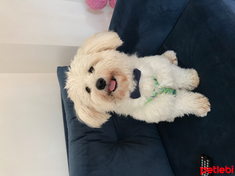 Poodle (Minyatür Kaniş), Köpek  Gofret fotoğrafı