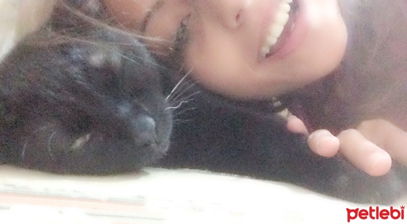 Tekir Kedi, Kedi  Zeytin fotoğrafı