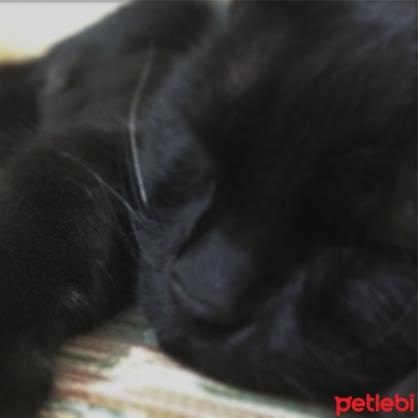 Tekir Kedi, Kedi  Zeytin fotoğrafı